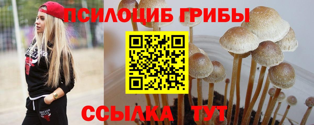 Псилоцибиновые грибы Cubensis Удомля
